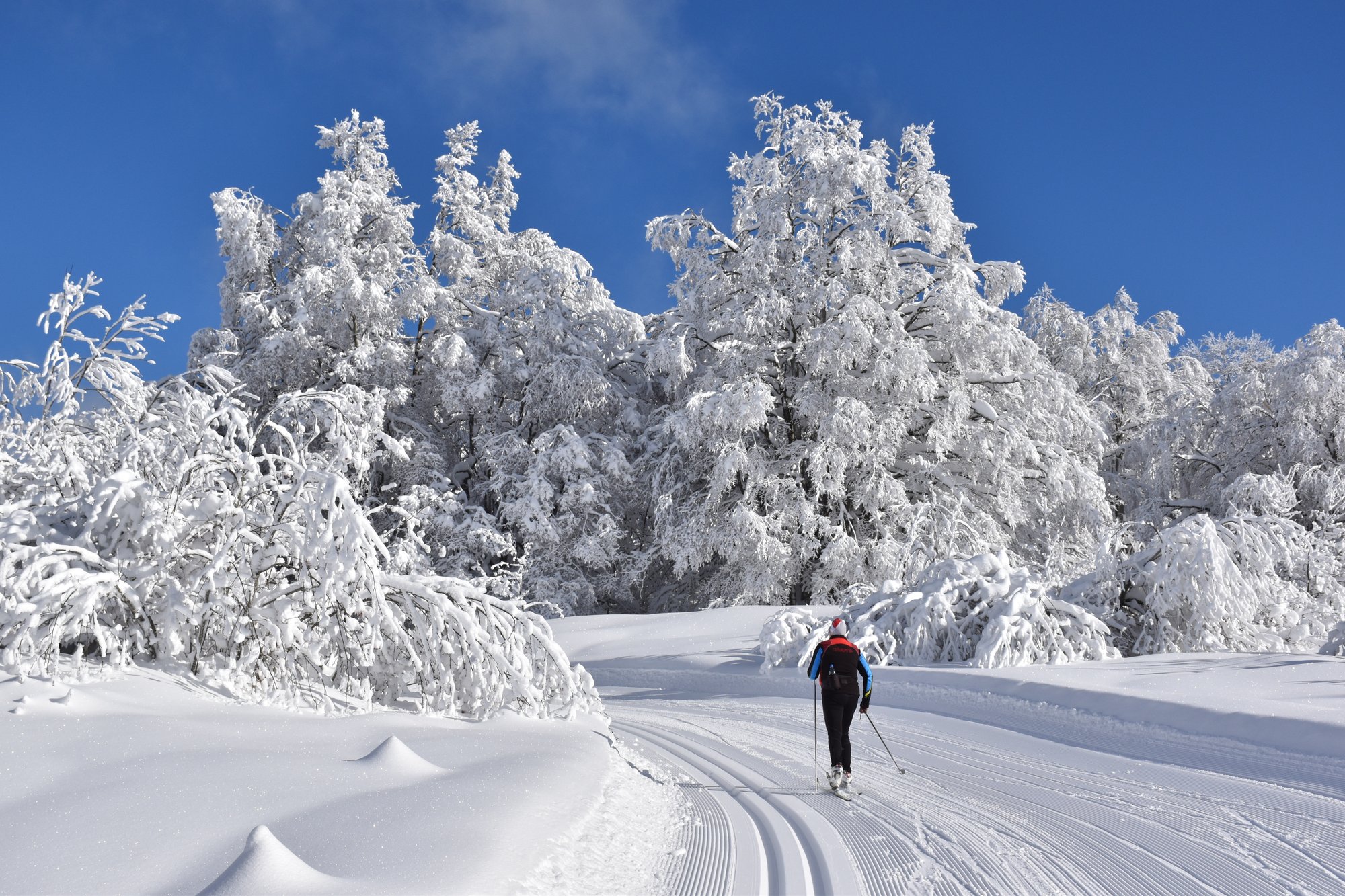 Un fondeur sur les traces damées du plateau de Retord, entre les arbres givrés