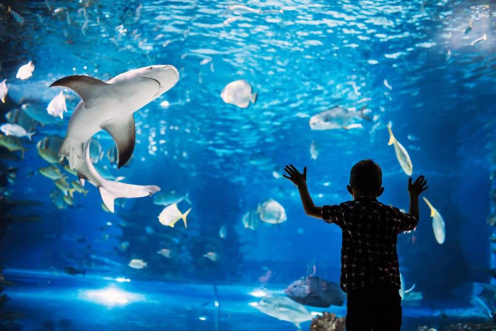 Un enfant émerveillé devant les grands bassins d'un aquarium